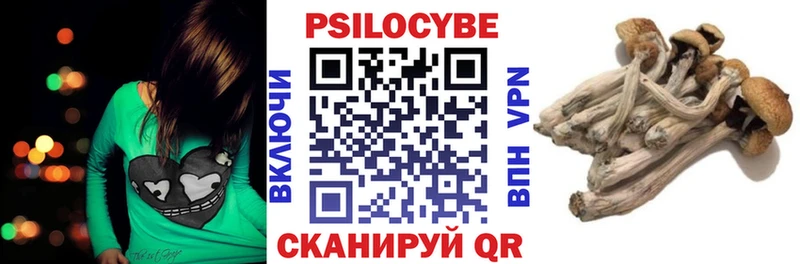 купить   Куса  Псилоцибиновые грибы Cubensis 